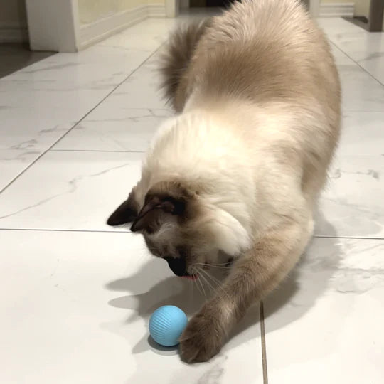 Spinball Pet Toy
